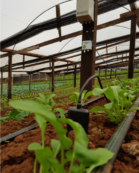 Sensores de umidade e temperatura do ar e solo instalados em estufa de hortaliças