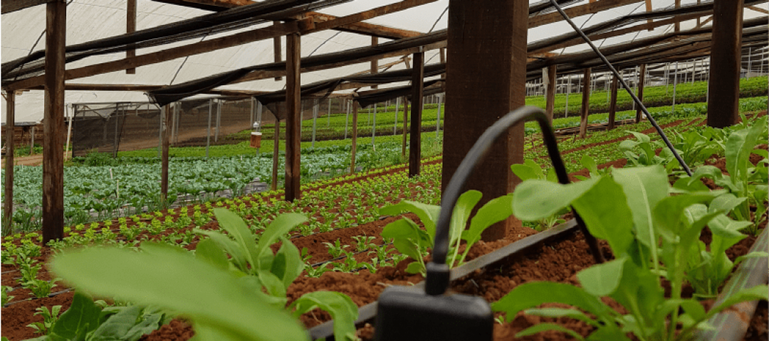 Sensores de umidade e temperatura do ar e solo instalados em estufa de hortaliças