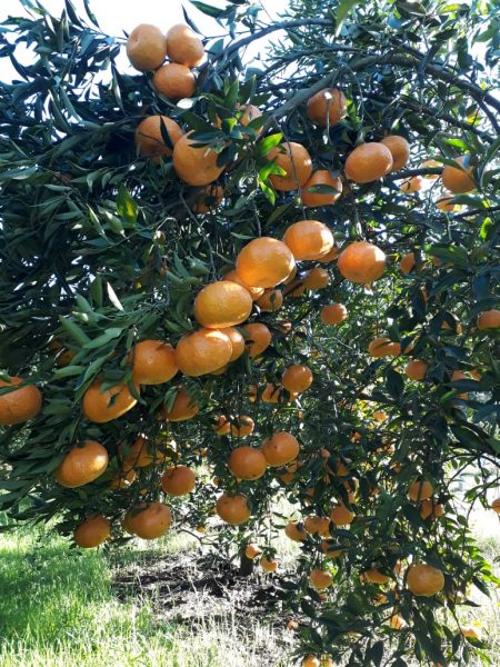 Pomar da CDM Citrus