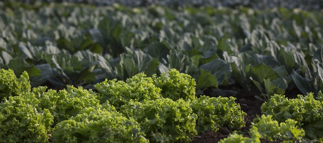 COOMAFITT, Julho de 2017, Tres Forquilhas/RS, Agricultura Familiar, hortalicas, Foto de Ubirajara Machado