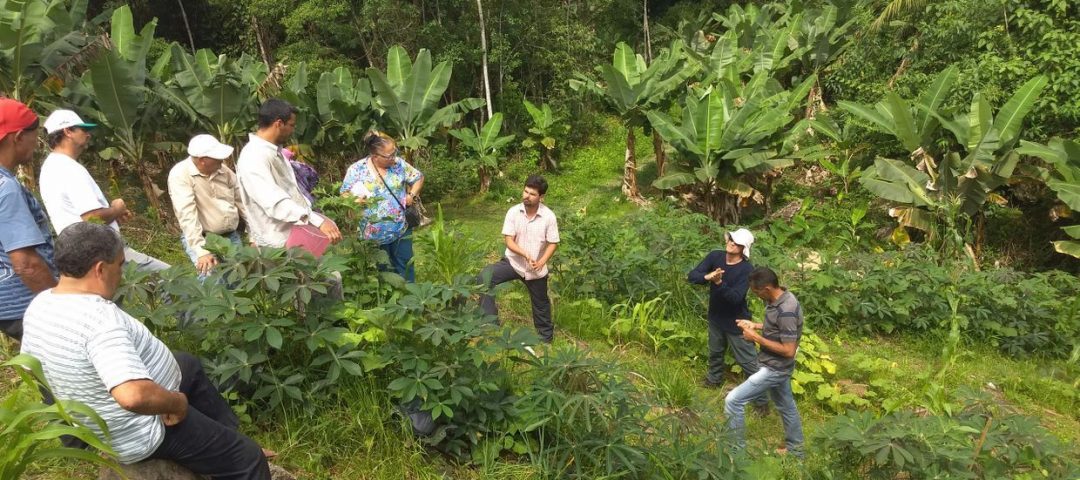 atlas_florestal_agrofloresta_agricultura