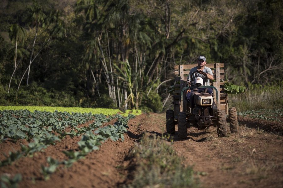 COOMAFITT, 2017. Terra de Areia/RS. Luiz Carlos da Silva Pizzolotto, agricultor bananeiro. Foto de Ubirajara Machado