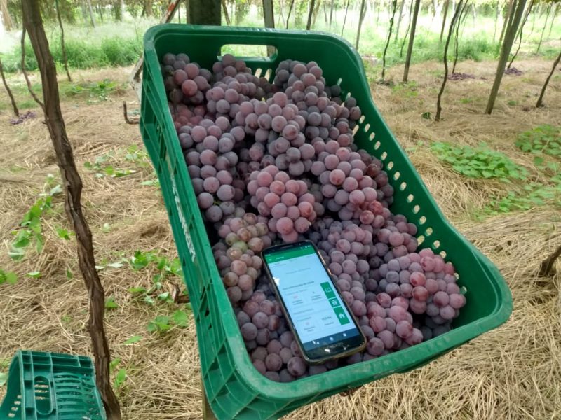 Produtor realizando sua colheita e já cadastrando no Caderno de Campo Digital